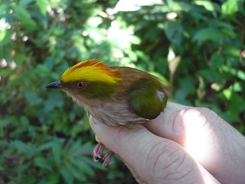 Fiery-capped manakin